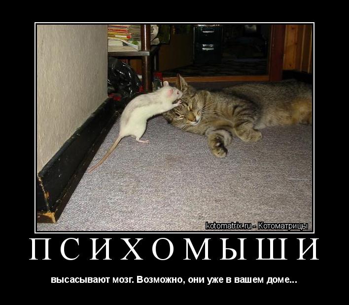 Котоматрица: Психомыши высасывают мозг. Возможно, они уже в вашем доме...