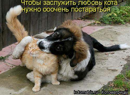 Чтобы заслужить любовь кота нужно ооочень постараться... Котоматрица: Чтобы заслужить любовь кота нужно ооочень постараться