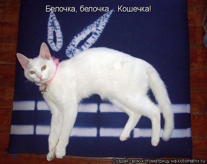 Котоматрица: Белочка, белочка... Кошечка!