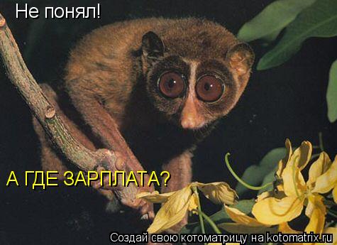 Котоматрица: Не понял! А ГДЕ ЗАРПЛАТА?