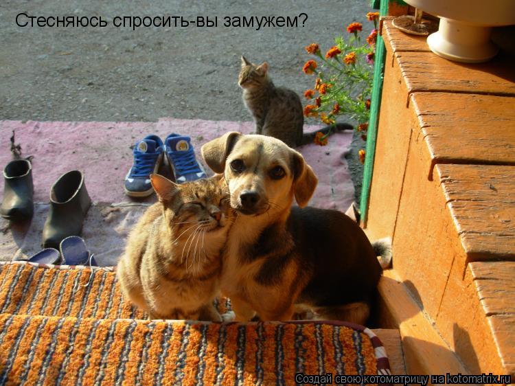 Котоматрица: Стесняюсь спросить-вы замужем?