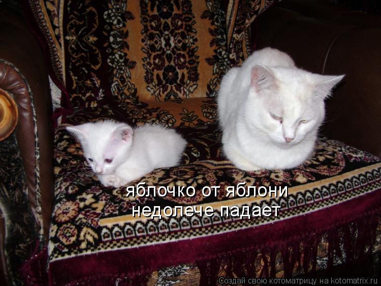 Котоматрица: яблочко от яблони недолече падает