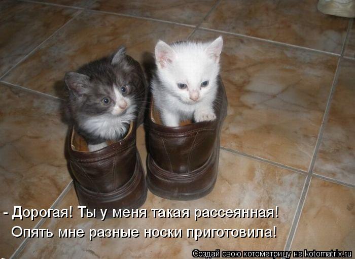 - Дорогая! Ты у меня такая рассеянная! Опять мне разные носки приготовила!... Котоматрица: - Дорогая! Ты у меня такая рассеянная! Опять мне разные носки приготовила!