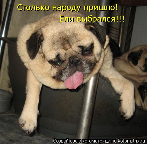 Котоматрица: Столько народу пришло! Ели выбрался! Столько народу пришло!  Ели выбрался!!!