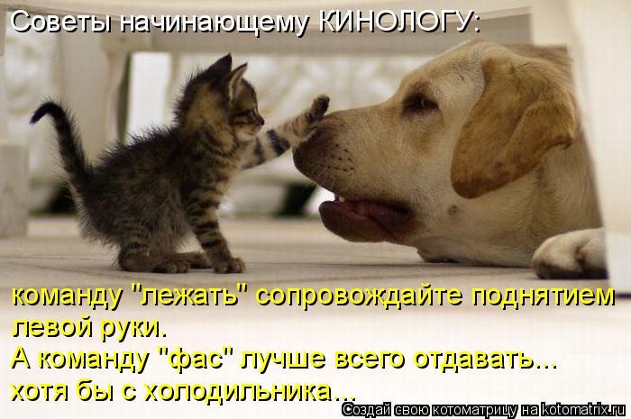 Советы начинающему КИНОЛОГУ: команду "лежать" сопровождайте поднятием левой руки. А команду "фас" л... Котоматрица: Советы начинающему КИНОЛОГУ: команду "лежать" сопровождайте поднятием левой руки. А команду "фас" лучше всего отдавать... хотя бы с холодиль