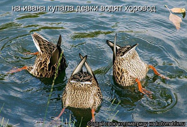 Котоматрица: на ивана купала девки водят хоровод