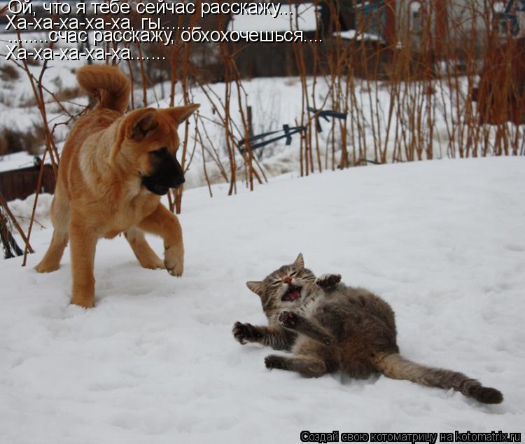 Котоматрица: Ой, что я тебе сейчас расскажу... Ха-ха-ха-ха-ха, гы........ ........счас расскажу, обхохочешься.... Ха-ха-ха-ха-ха.......