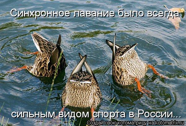 Котоматрица: Синхронное лавание было всегда  сильным видом спорта в России...