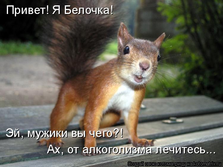 Котоматрица: Привет! Я Белочка! Эй, мужики вы чего?! Ах, от алкоголизма лечитесь...