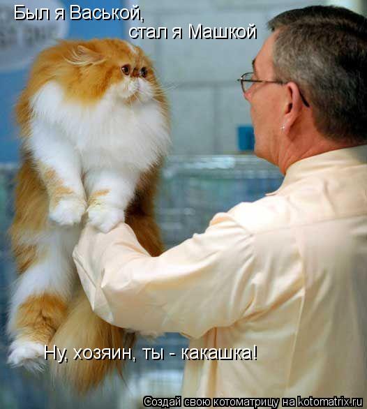 Котоматрица: Был я Васькой, стал я Машкой Ну, хозяин, ты - какашка!
