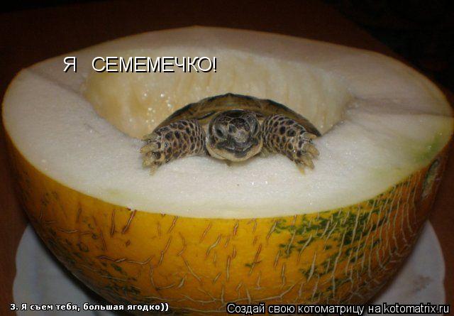 Котоматрица: Я   СЕМЕМЕЧКО!
