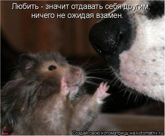 Котоматрица: Любить - значит отдавать себя другим, ничего не ожидая взамен.