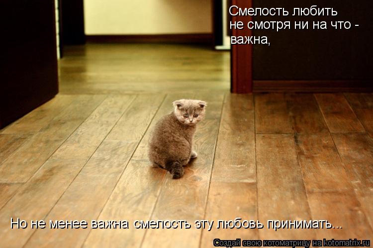 Смелость любить важна, Но не менее важна смелость эту любовь принимать... не смотря ни на что -... Котоматрица: Смелость любить важна, Но не менее важна смелость эту любовь принимать... не смотря ни на что -