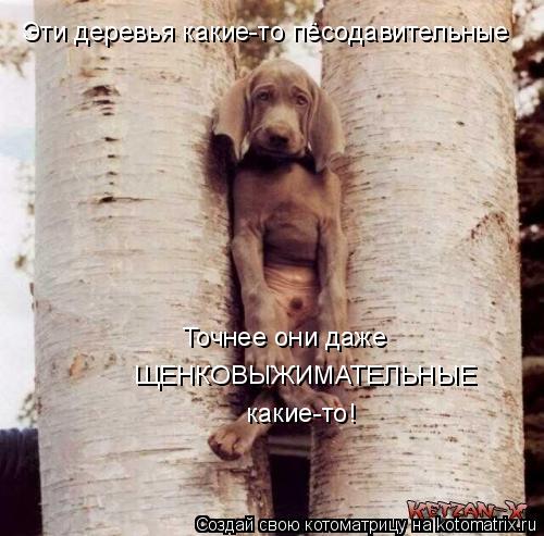 Точнее они даже ЩЕНКОВЫЖИМАТЕЛЬНЫЕ какие-то! Эти деревья какие-то пёсодавительные... Котоматрица: Точнее они даже ЩЕНКОВЫЖИМАТЕЛЬНЫЕ какие-то! Эти деревья какие-то пёсодавительные
