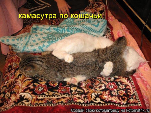 камасутра по кошачьи... Котоматрица: камасутра по кошачьи