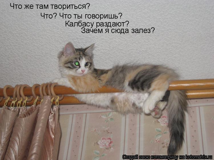 Что же там твориться? Что? Что ты говоришь? Калбасу раздают? Зачем я сюда залез?... Котоматрица: Что же там твориться? Что? Что ты говоришь? Калбасу раздают? Зачем я сюда залез?