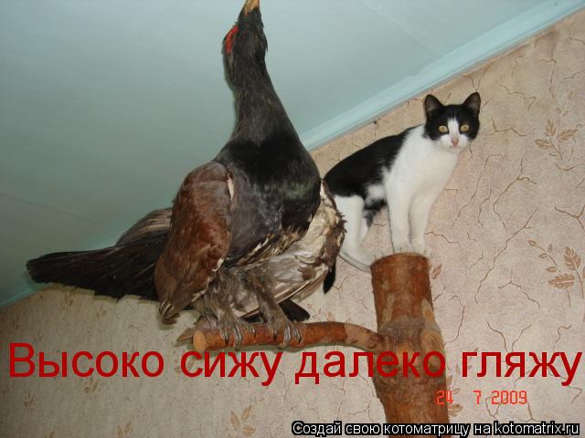 Высоко сижу далеко гляжу... Котоматрица: Высоко сижу далеко гляжу