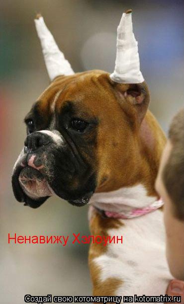 Ненавижу Хэлоуин... Котоматрица: Ненавижу Хэлоуин