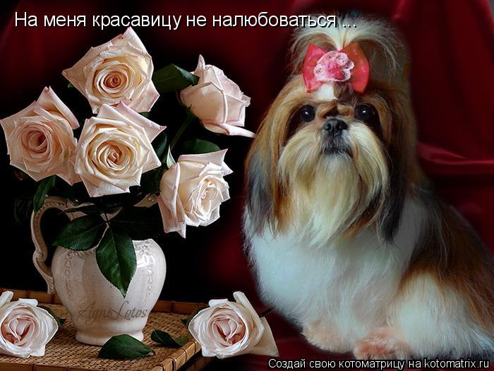На меня красавицу не налюбоваться ...... Котоматрица: На меня красавицу не налюбоваться ...