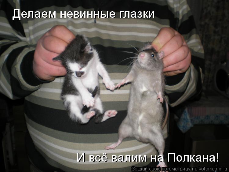Котоматрица: Делаем невинные глазки И всё валим на Полкана!
