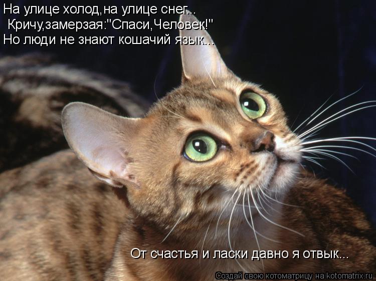 Котоматрица: На улице холод,на улице снег... Кричу,замерзая:"Спаси,Человек!" Но люди не знают кошачий язык... От счастья и ласки давно я отвык...