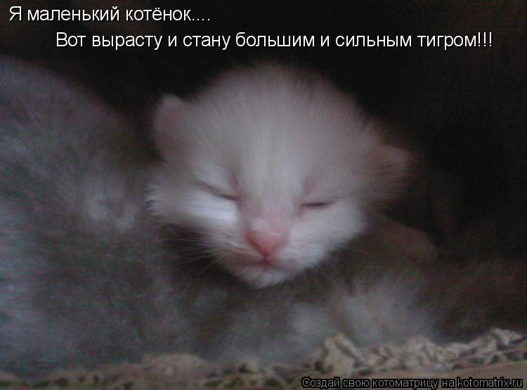 Я маленький котёнок.... Вот вырасту и стану большим и сильным тигром!!!... Котоматрица: Я маленький котёнок.... Вот вырасту и стану большим и сильным тигром!!!