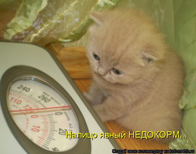 Котоматрица: Налицо явный НЕДОКОРМ...