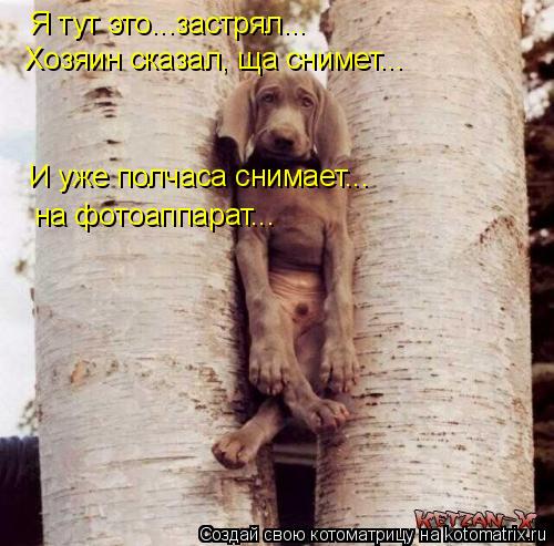 Котоматрица: Я тут это...застрял... Хозяин сказал, ща снимет... И уже полчаса снимает... на фотоаппарат...