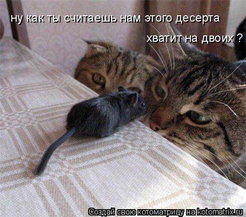 Котоматрица: ну как ты считаешь нам этого десерта  хватит на двоих ?