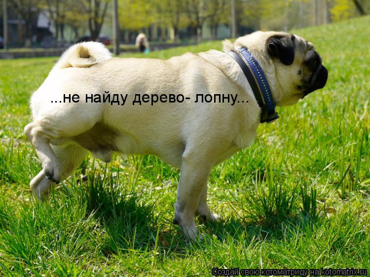 Котоматрица: ...не найду дерево- лопну...