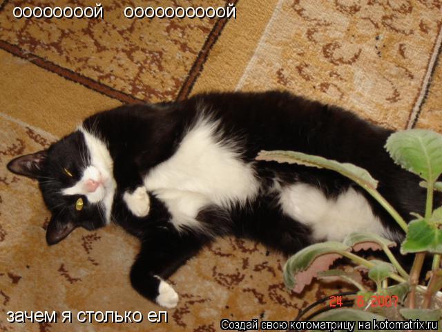 Котоматрица: оооооооой    оооооооооой зачем я столько ел