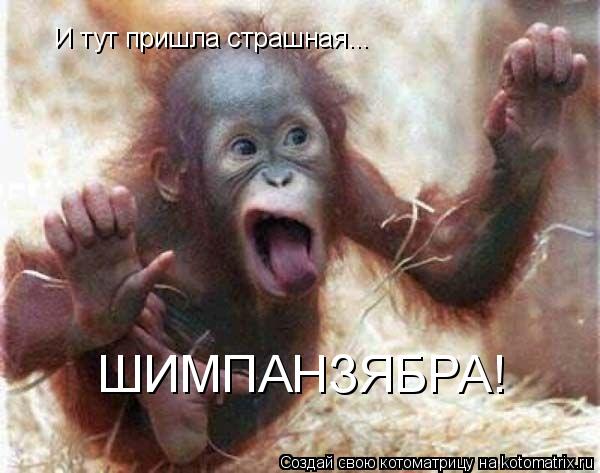 Котоматрица: И тут пришла страшная... ШИМПАНЗЯБРА!