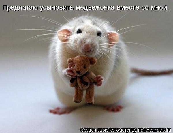 Котоматрица: Предлагаю усыновить медвежонка вместе со мной.