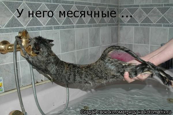 Котоматрица: У него месячные ...