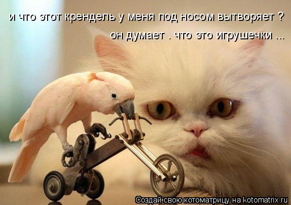 Котоматрица: и что этот крендель у меня под носом вытворяет ? он думает . что это игрушечки ...