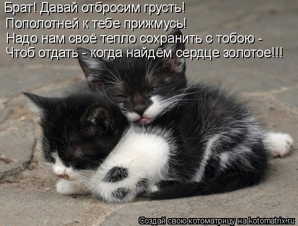 Надо нам своё тепло сохранить с тобою - Пополотней к тебе прижмусь! Брат! Давай отбросим грусть! Чтоб... Котоматрица: Надо нам своё тепло сохранить с тобою - Пополотней к тебе прижмусь! Брат! Давай отбросим грусть! Чтоб отдать - когда найдём сердце золотое!!!