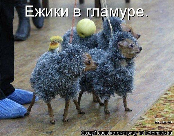 Ежики в гламуре.... Котоматрица: Ежики в гламуре.