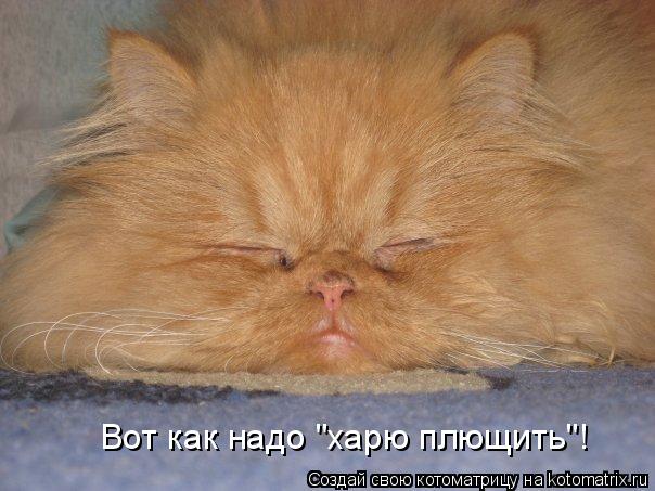 Котоматрица: Вот как надо "харю плющить"!
