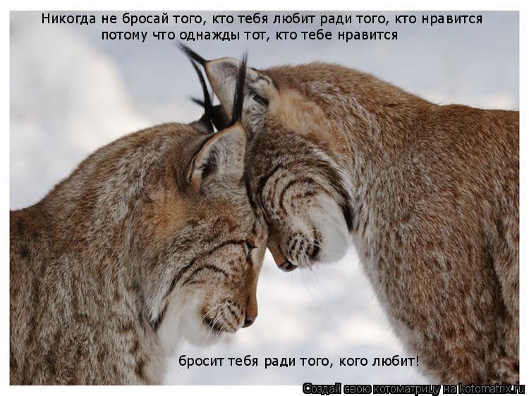 Никогда не бросай того, кто тебя любит ради того, кто нравится потому что однажды тот, кто тебе нрави... Котоматрица: Никогда не бросай того, кто тебя любит ради того, кто нравится потому что однажды тот, кто тебе нравится бросит тебя ради того, кого любит!