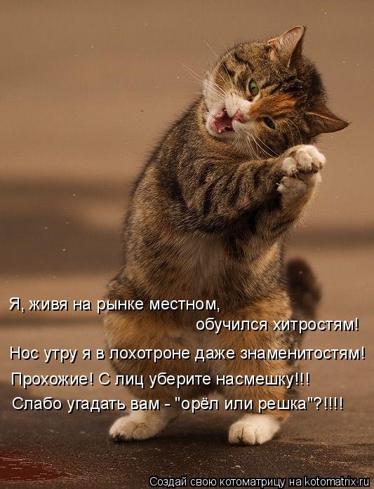 Котоматрица: Слабо угадать вам - "орёл или решка"?!!!! Прохожие! С лиц уберите насмешку!!! Нос утру я в лохотроне даже знаменитостям! Я, живя на рынке местном, 