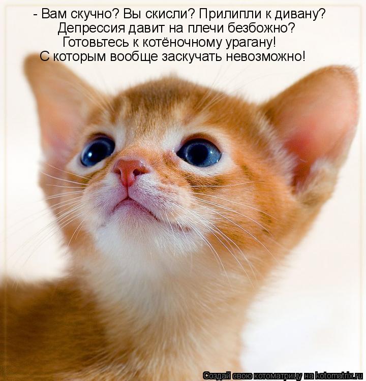 Котоматрица: - Вам скучно? Вы скисли? Прилипли к дивану? Депрессия давит на плечи безбожно? Готовьтесь к котёночному урагану! С которым вообще заскучать н