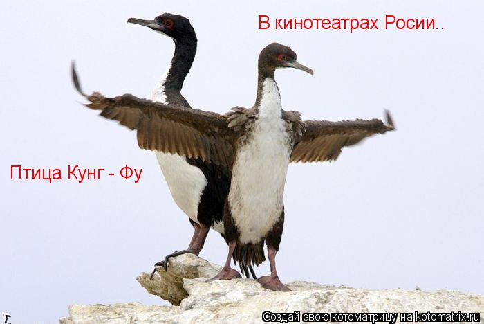 Птица Кунг - Фу В кинотеатрах Росии..... Котоматрица: Птица Кунг - Фу В кинотеатрах Росии..