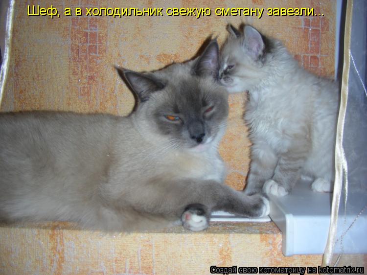 Шеф, а в холодильник свежую сметану завезли...... Котоматрица: Шеф, а в холодильник свежую сметану завезли...