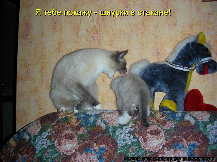 Я тебе покажу - шнурки в стакане!... Котоматрица: Я тебе покажу - шнурки в стакане!