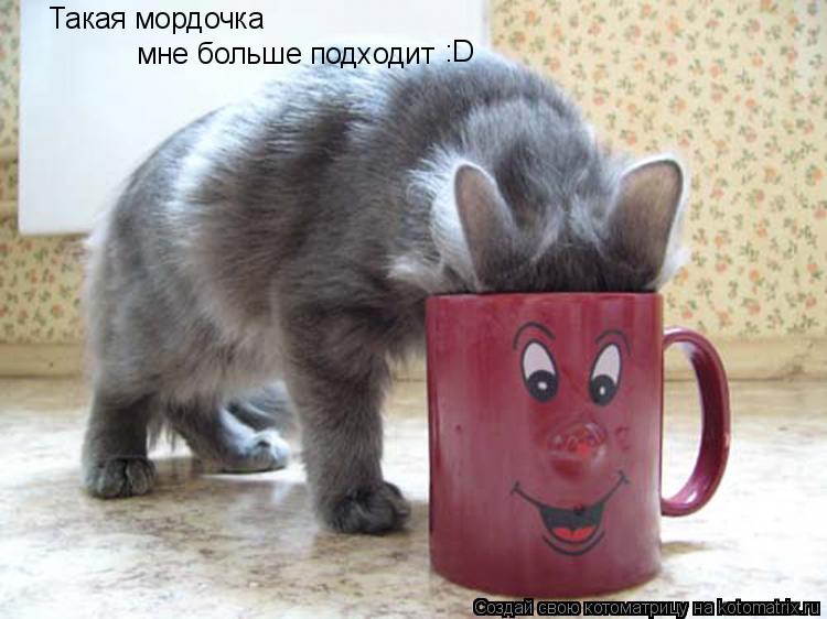 Такая мордочка мне больше подходит :D... Котоматрица: Такая мордочка мне больше подходит :D