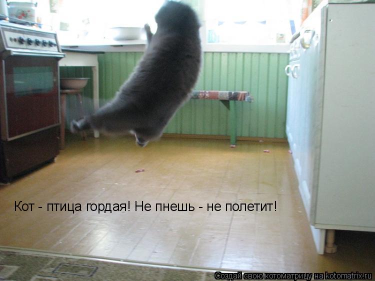 Котоматрица: Кот - птица гордая! Не пнешь - не полетит!