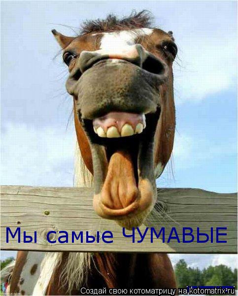 Котоматрица: Мы самые ЧУМАВЫЕ