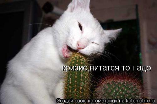 кризис,питатся то надо... Котоматрица: кризис,питатся то надо