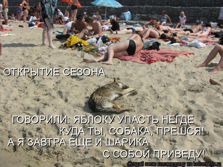 Котоматрица: ОТКРЫТИЕ СЕЗОНА ГОВОРИЛИ: ЯБЛОКУ УПАСТЬ НЕГДЕ КУДА ТЫ, СОБАКА, ПРЕШСЯ! А Я ЗАВТРА ЕЩЕ И ШАРИКА  С СОБОЙ ПРИВЕДУ!