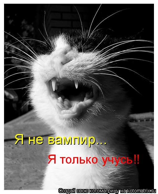 Котоматрица: Я не вампир... Я только учусь!!